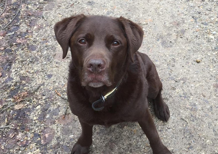 Bailey at Dog Day Care in Andover